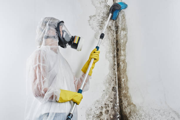 Best Commercial Mold Inspection  in Rancho Mirage, CA